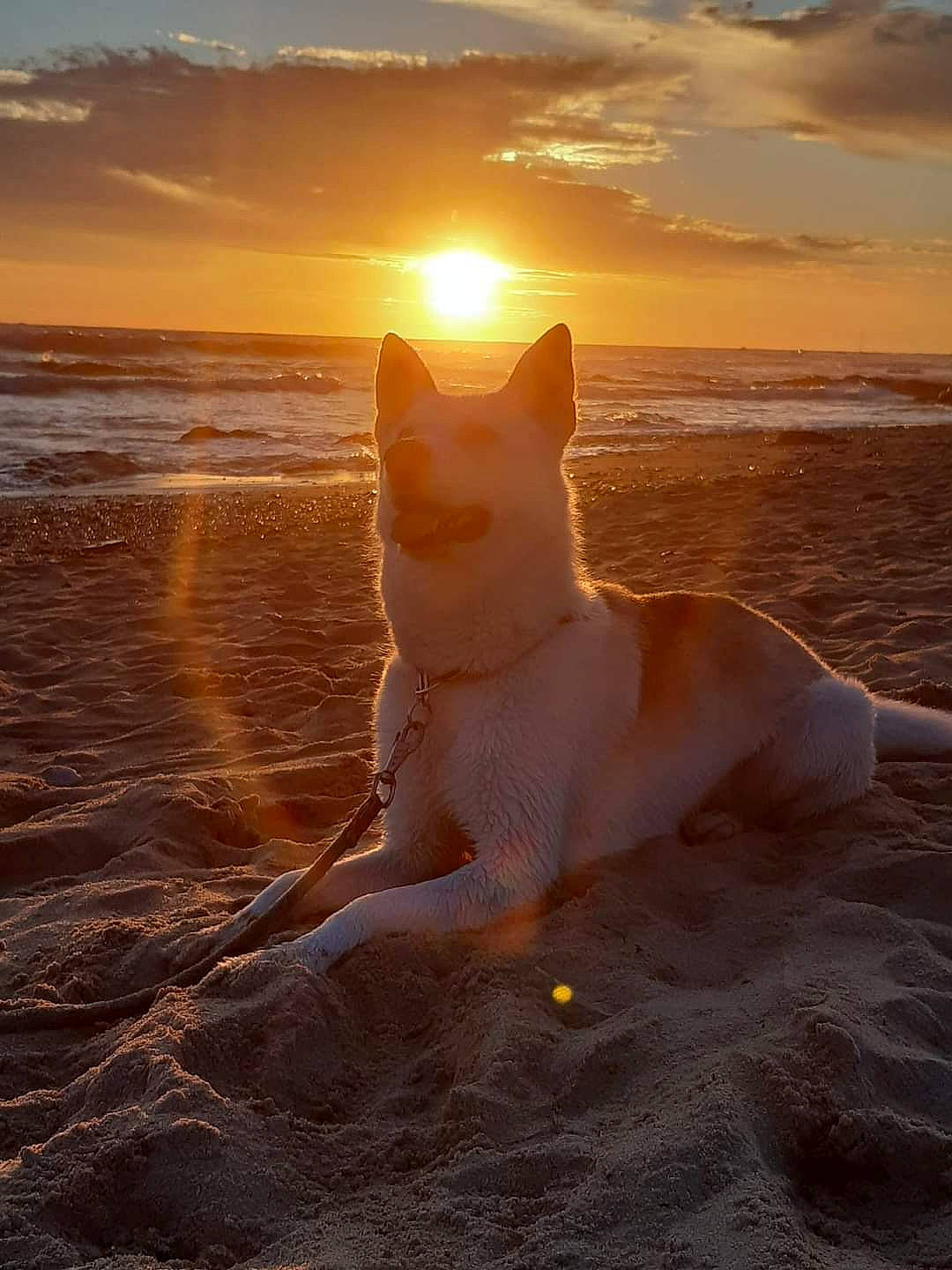 Ohana a rejoint le concours — aidez-le/la à gagner de superbes lots ! afterglow, astronomical_object, atmosphere, beach, carnivore, cloud, dog, dog_breed, dusk, evening, heat, horizon, landscape, sand, sky, sunlight, sunrise, sunset, tail, water