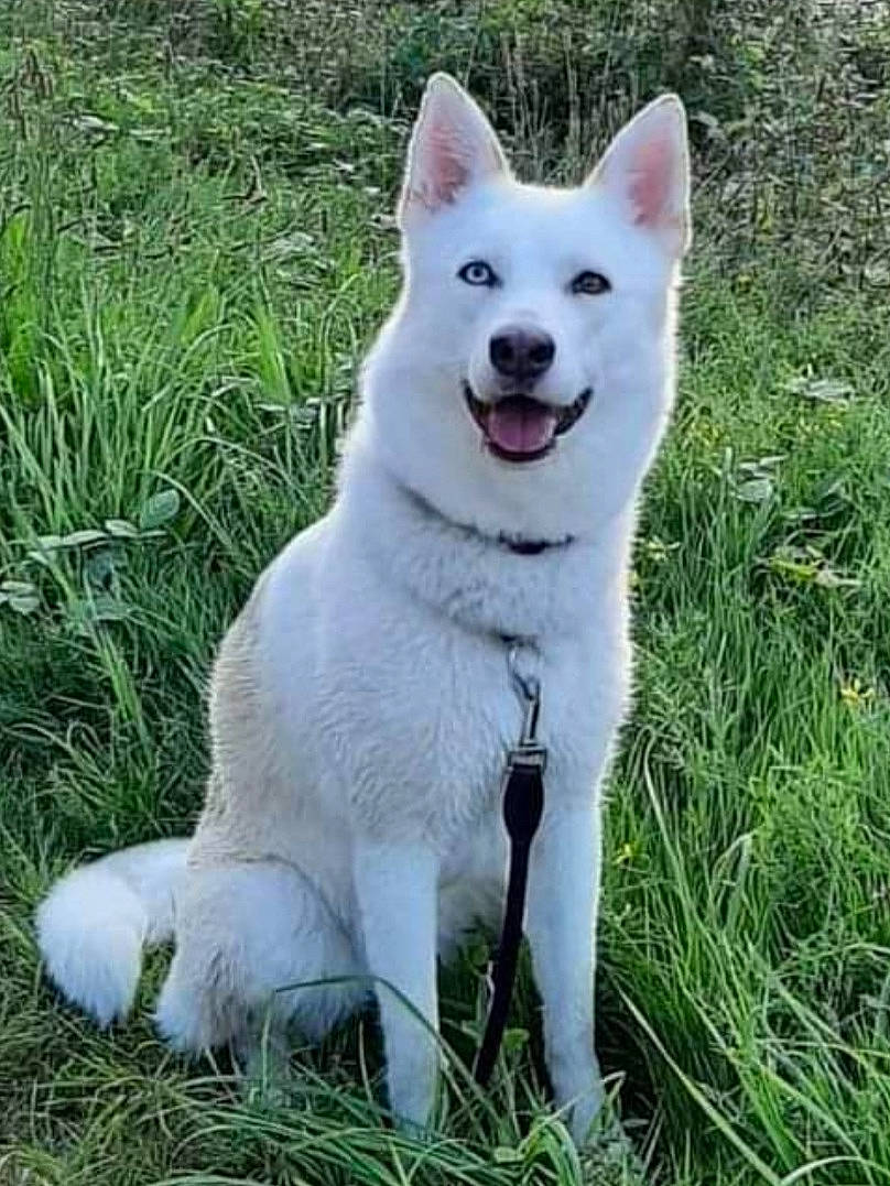 Ohana participe au concours pour gagner de l'argent avec cette photo : ancient_dog_breeds, canidae, canis, carnivore, collar, companion_dog, dog, dog_breed, fang, grass, grassland, non_sporting_group, plant, snout, sporting_group, tail, terrestrial_animal, tree, wildlife, working_dog