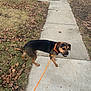 Cobey is registered to the contest to win money with this photo: dog, leash, sidewalk, grass, fallen_leaves, concrete, collar, walking, street, tree, yard, pet, autumn, pavement, outdoor, canine, playful, black_and_tan, neighborhood, orange_leash
