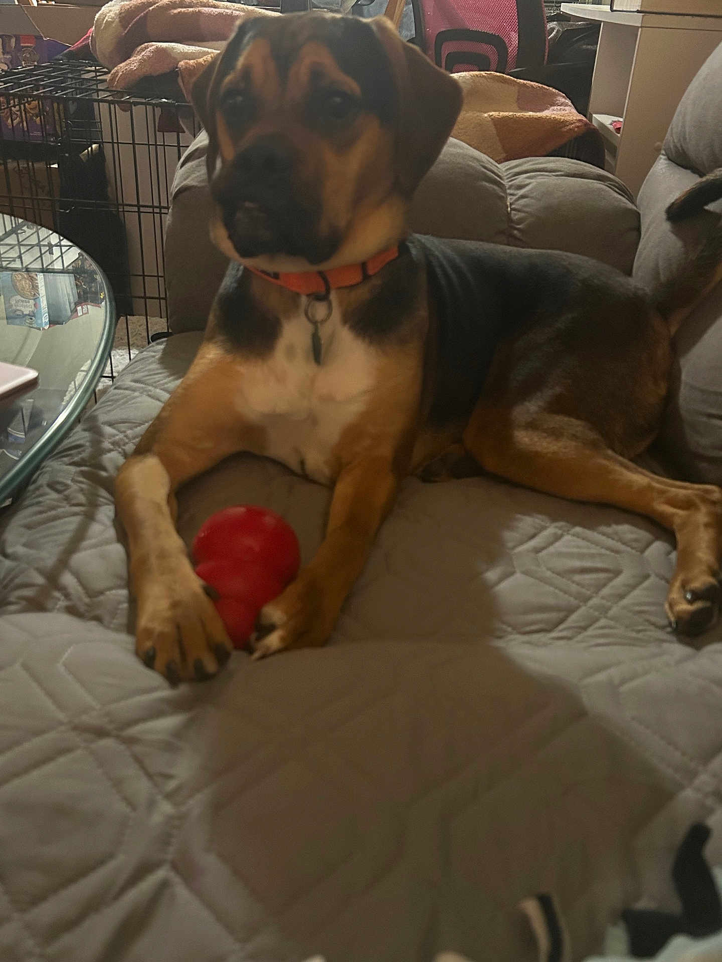 Cobey joined the competition — help win amazing prizes! dog, pet, toy, kong_toy, couch, blanket, collar, orange_collar, paw, snout, sitting, indoor, living_room, crate, furniture, bedspread, brown_tan_black, relaxed, close_up, looking_up
