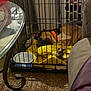 Cobey is registered to the contest to win money with this photo: dog, sleeping_dog, crate, cage, yellow_blanket, orange_collar, water_bowl, paw, carpet, glass_table, living_room, indoor, pet_bed, resting, brown_coat, metal_bars, furniture, relaxed, soft_blanket, canine