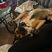 Cobey is registered to the contest to win money with this photo: dog, pet, playing, sofa, couch, chew_toy, paw, carpet, blanket, glass_table, basket, box, diapers, living_room, indoor, snout, tongue, fur, relaxed, upside_down