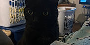 Alfred joined the competition — help win amazing prizes! black_cat, cat, pet, indoor, laundry_basket, blanket, tv, television, living_room, furniture, close_up, low_light, green_eyes, whiskers, ears, domestic_animal, cozy, sitting, plastic_basket, household