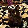 Alfred joined the competition — help win amazing prizes! cat, black_cat, yellow_eyes, closeup, blurry, blanket, checkered_blanket, indoor, living_room, fan, television, shelving, furniture, person, pajama, carpet, cozy, pet, fur, home_decor