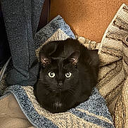 Alfred joined the competition — help win amazing prizes! cat, black_cat, pet, feline, cat_face, whiskers, big_eyes, loaf, blanket, towel, cushion, indoor, cozy, fur, ears, sitting, looking_at_camera, domestic_animal, home, curious