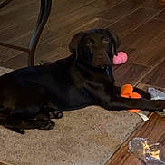 Oakley Mae is registered to the contest to win money with this photo: dog, black_dog, labrador, puppy, indoor, wooden_floor, rug, carpet, toy, chew_toy, orange_toy, pink_toy, coffee_table, living_room, pet, paws, lying_down, looking_up, playful, domestic_animal