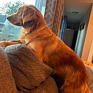 Freya Mae joined the competition — help win amazing prizes! dog, golden_retriever, canine, pet, couch, sofa, window, curtains, indoor, home_interior, looking_out, profile, fur, tail, collar, relaxed, alert, natural_light, upholstery, hallway