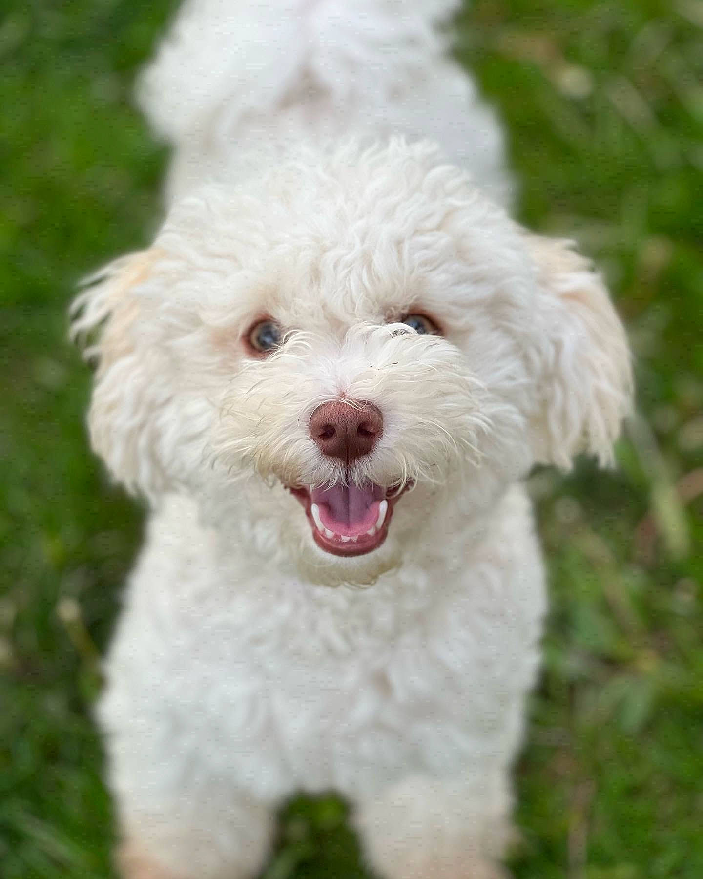 Luke is registered to the contest to win money with this photo: canidae, carnivore, companion_dog, dog, dog_breed, fur, grass, maltepoo, non_sporting_group, pattern, plant, poodle, puppy, sporting_group, terrier, toy_dog, water_dog, working_animal
