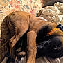 dog, brown, black, collar, pet, indoor, couch, blanket, fabric, fur, animal, resting, looking, closeup, domestic, bedroom, comfort, curled_up, relaxed, snuggling