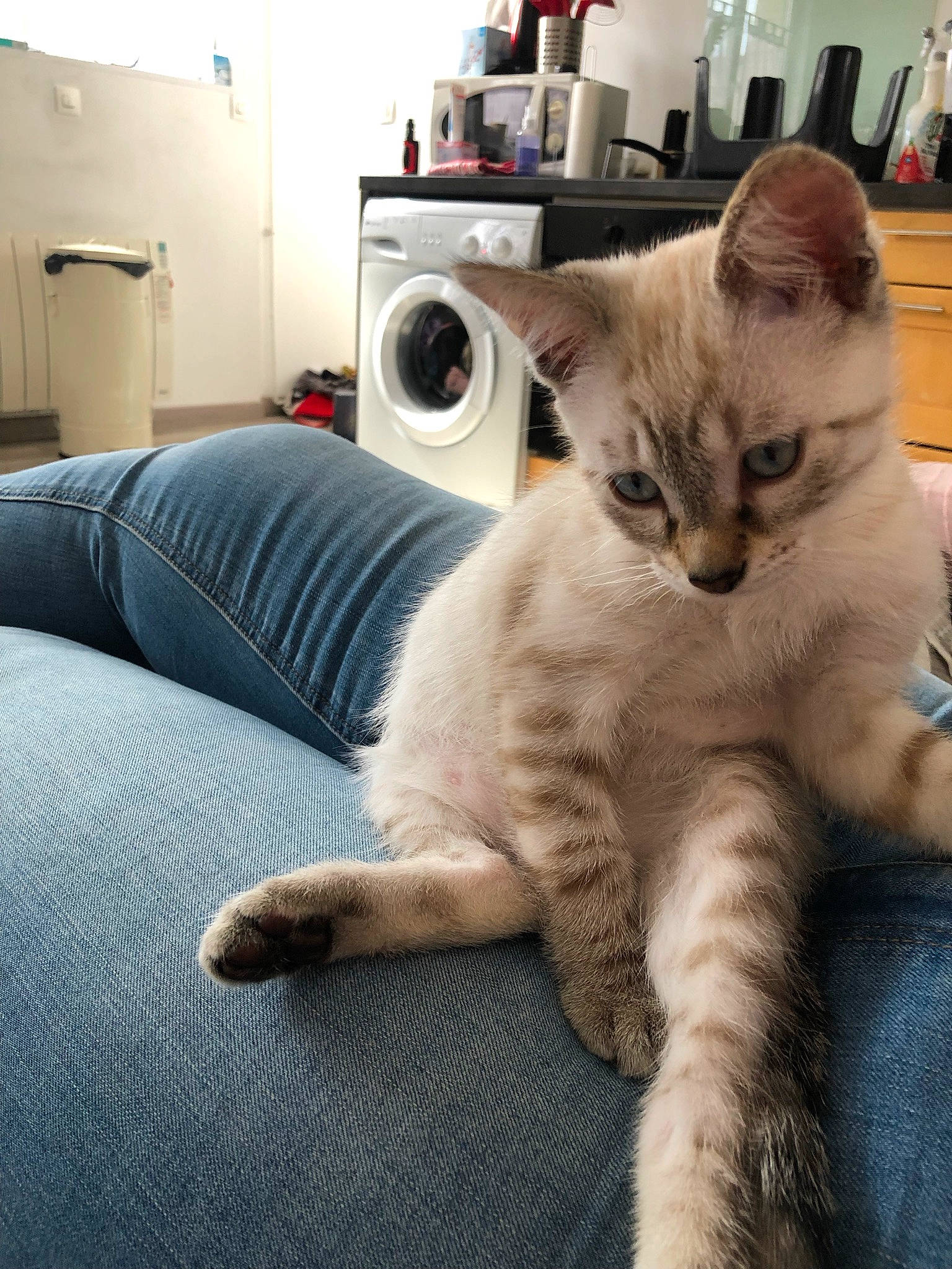 Sven a rejoint le concours — aidez-le/la à gagner de superbes lots ! carnivore, cat, claw, comfort, couch, domestic_short_haired_cat, eye, fawn, felidae, fur, furniture, nap, paw, picture_frame, shelf, sitting, small_to_medium_sized_cats, snout, tail, whiskers