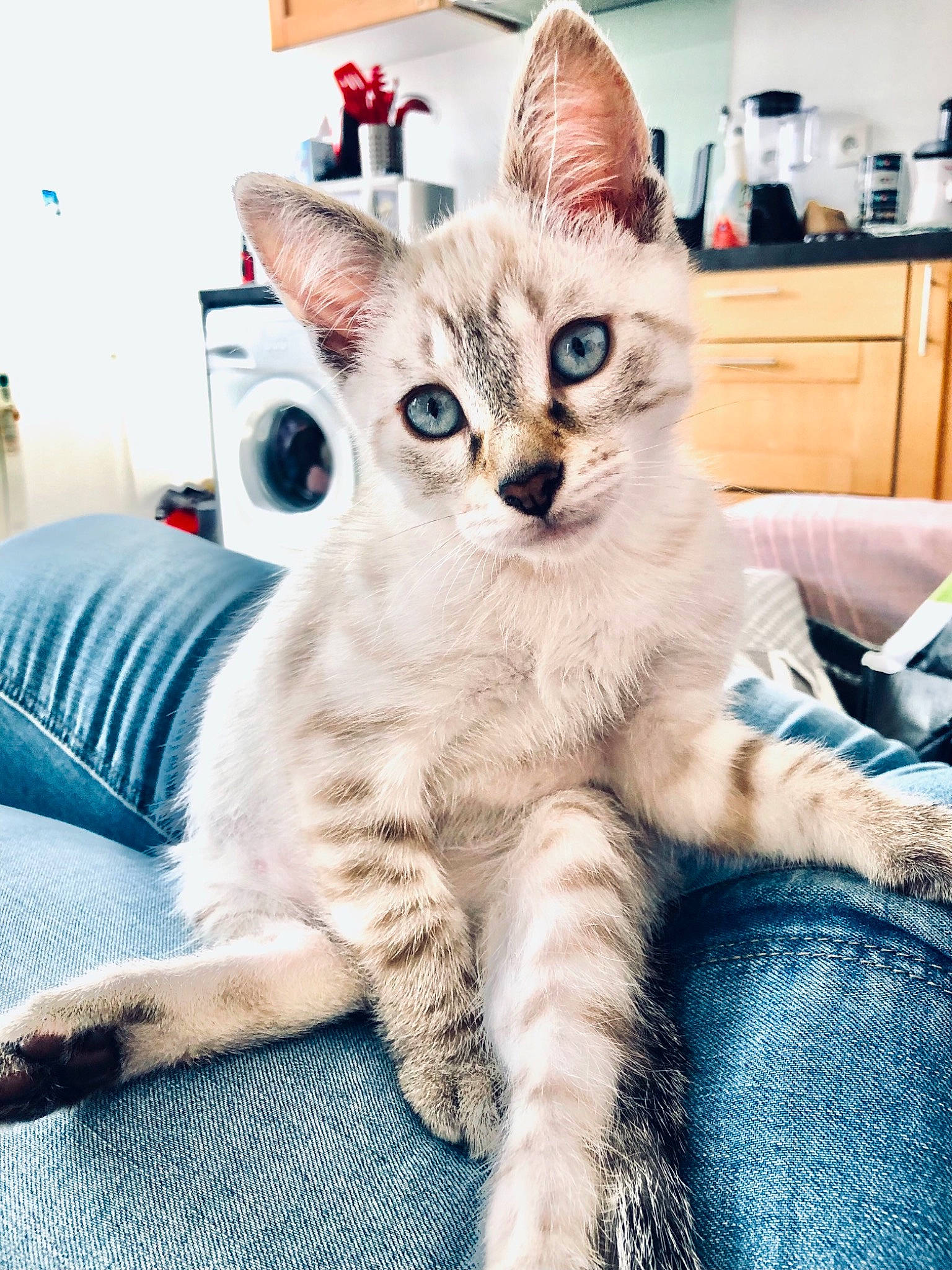 Sven a rejoint le concours — aidez-le/la à gagner de superbes lots ! blue, cabinetry, carnivore, cat, claw, comfort, couch, domestic_short_haired_cat, fawn, felidae, fur, lamp, paw, picture_frame, sitting, small_to_medium_sized_cats, tail, whiskers, window