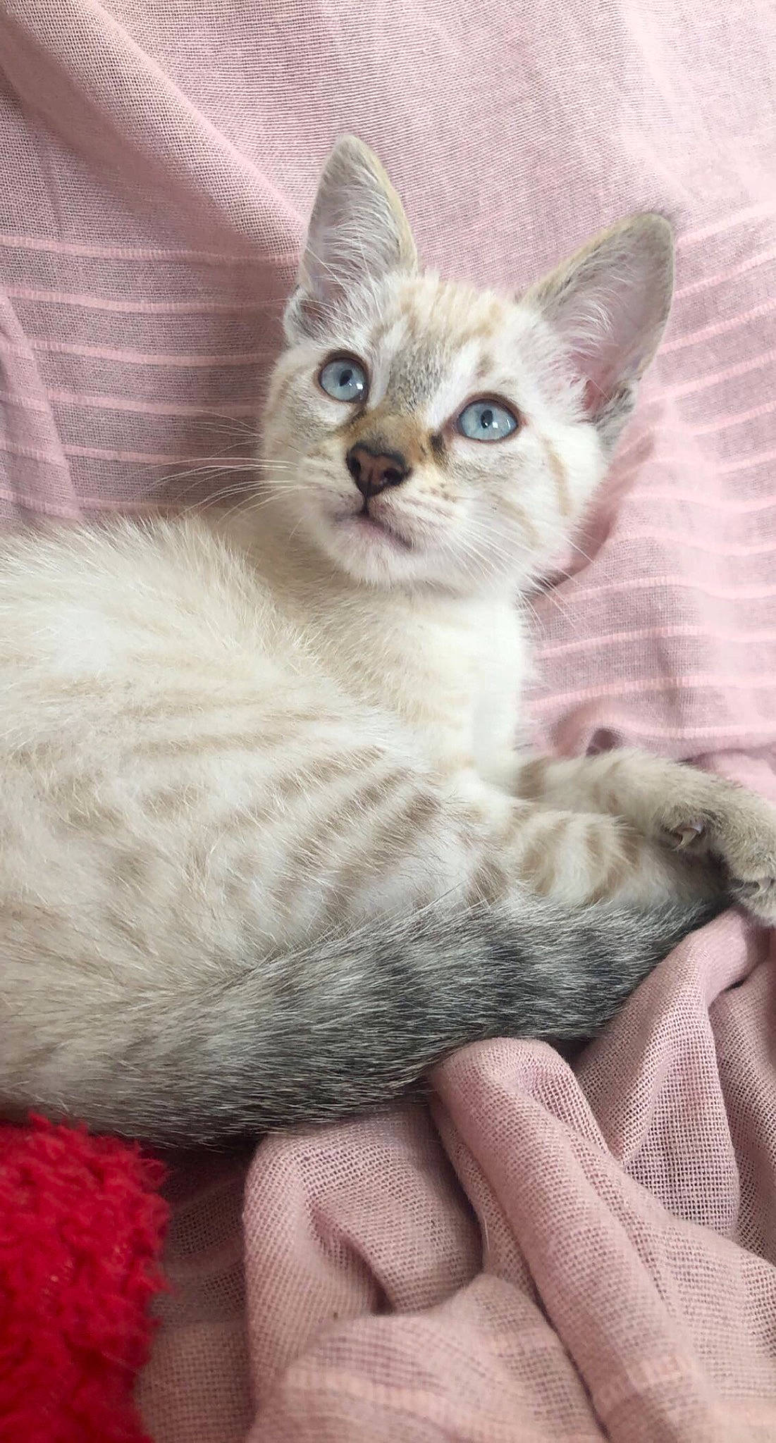 Sven a rejoint le concours — aidez-le/la à gagner de superbes lots ! art, carnivore, cat, cat_supply, claw, comfort, domestic_short_haired_cat, felidae, fur, paw, small_to_medium_sized_cats, snout, tail, terrestrial_animal, whiskers, window