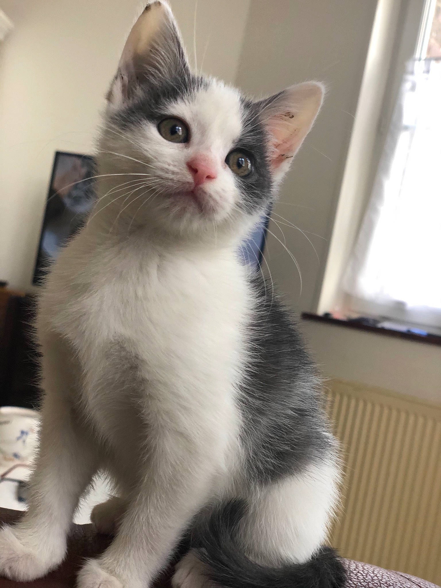 Ruby participe au concours pour gagner de l'argent avec cette photo : carnivore, cat, claw, domestic_short_haired_cat, eye, felidae, foot, fur, paw, small_to_medium_sized_cats, snout, tail, whiskers, window