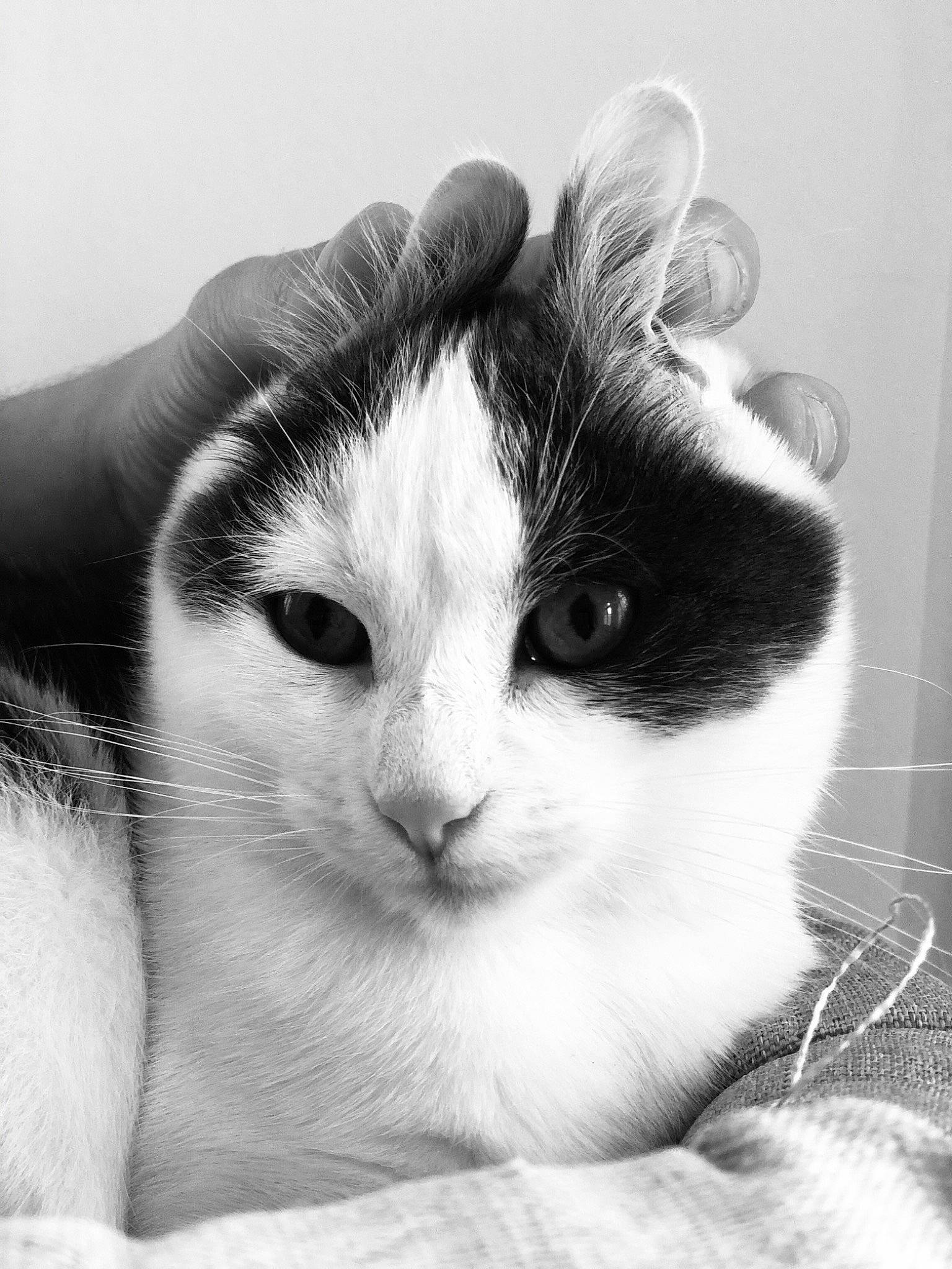 Ruby participe au concours pour gagner de l'argent avec cette photo : black_and_white, carnivore, cat, comfort, domestic_short_haired_cat, eyelash, felidae, fur, monochrome, monochrome_photography, nose, paw, photography, small_to_medium_sized_cats, snout, stock_photography, style, whiskers