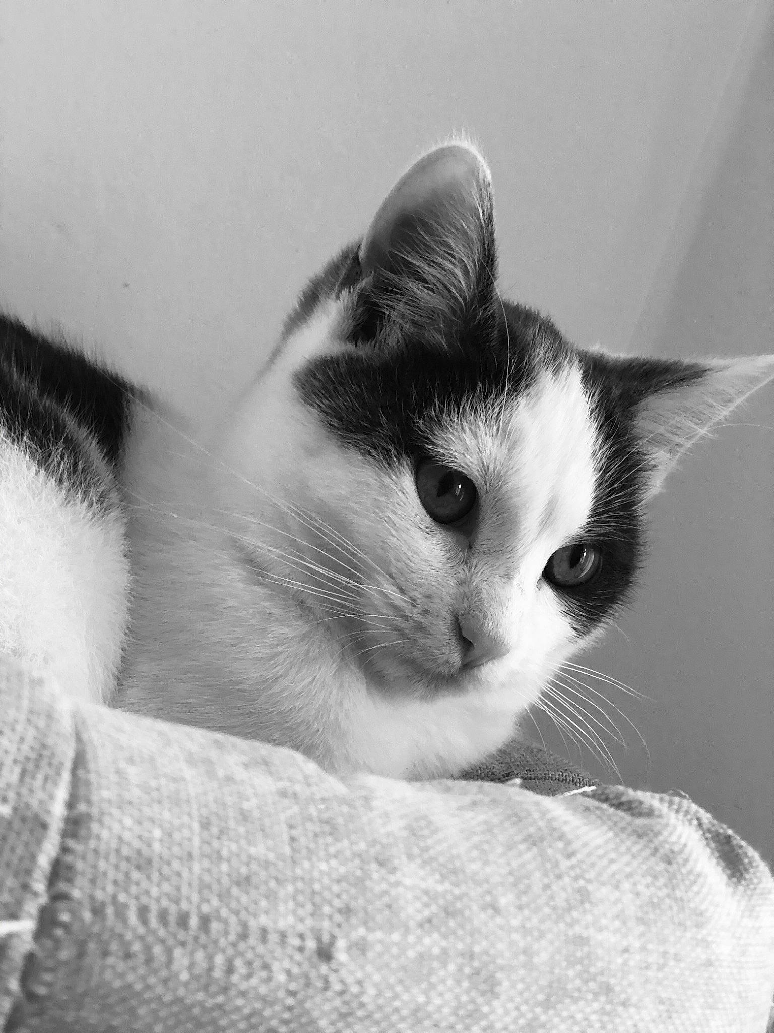 Ruby a rejoint le concours — aidez-le/la à gagner de superbes lots ! black_and_white, carnivore, cat, comfort, domestic_short_haired_cat, eyelash, felidae, fur, grey, monochrome, monochrome_photography, paw, photography, small_to_medium_sized_cats, style, whiskers