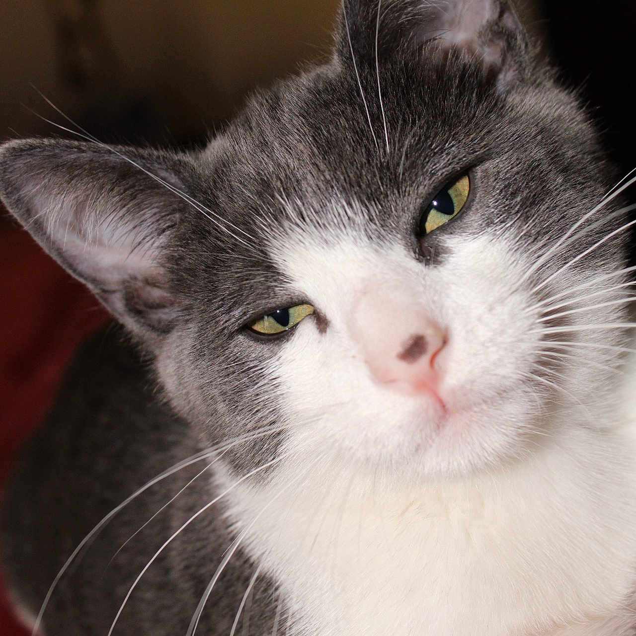 Draco is registered to the contest to win money with this photo: cat, animal, pet, feline, grey, white, whiskers, close_up, portrait, relaxed, lying_down, red_surface, indoor, soft_light, face, ears, eyes, nose, fur, cute
