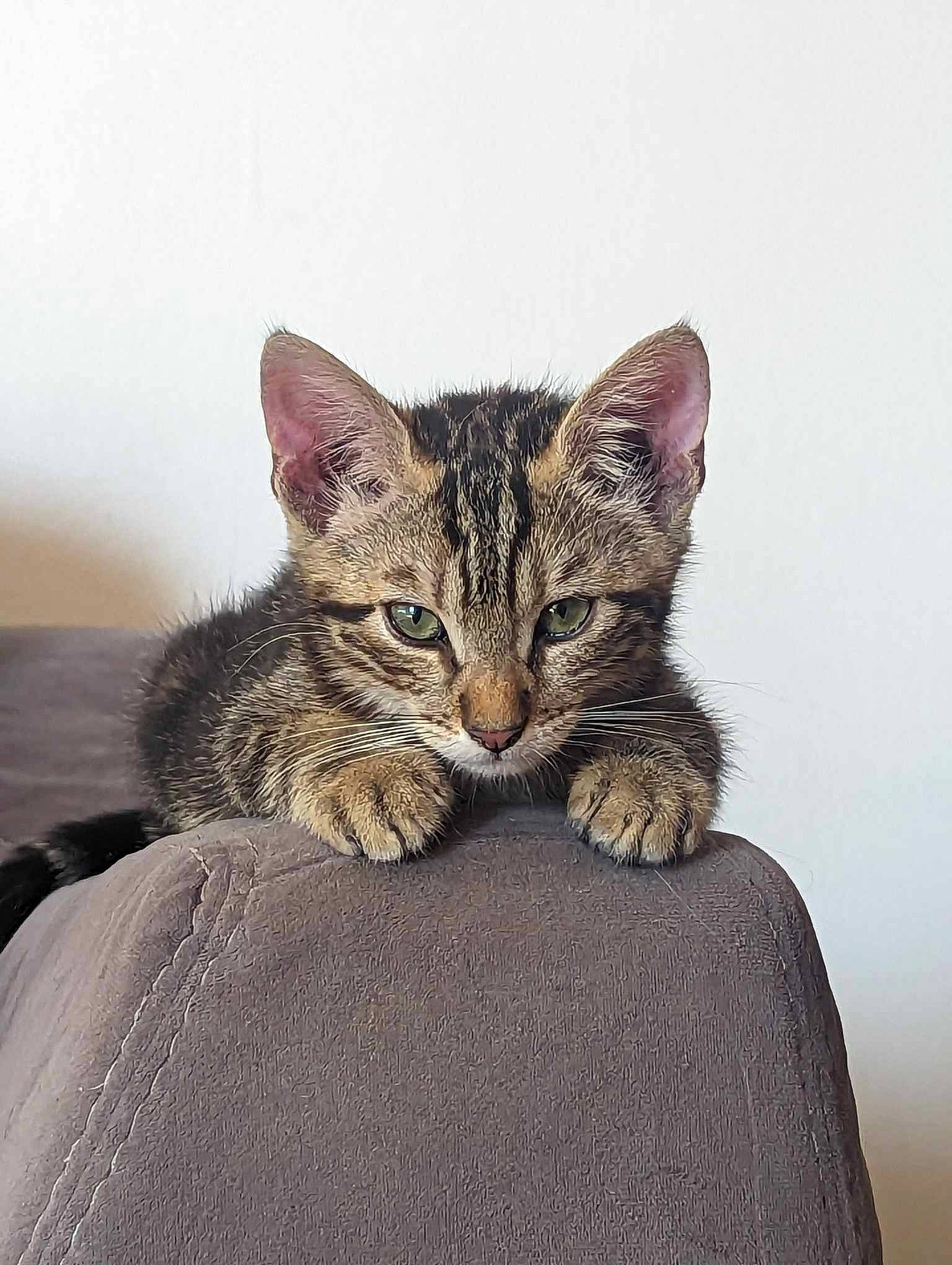 Opti a rejoint le concours — aidez-le/la à gagner de superbes lots ! carnivore, cat, claw, comfort, domestic_short_haired_cat, eye, felidae, fur, paw, sitting, small_to_medium_sized_cats, snout, terrestrial_animal, whiskers, wildlife