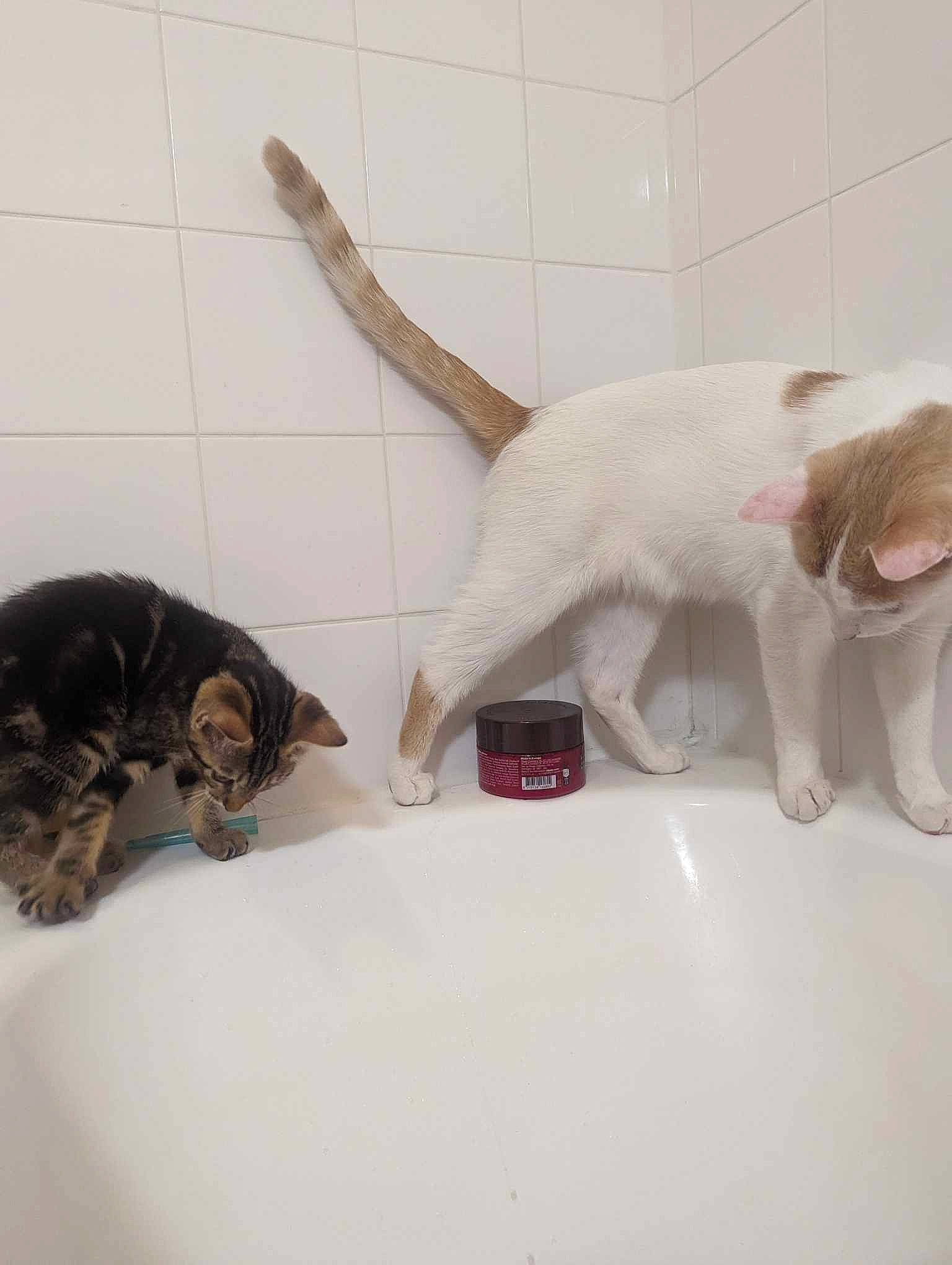 Opti a rejoint le concours — aidez-le/la à gagner de superbes lots ! bathroom, canidae, carnivore, cat, claw, domestic_short_haired_cat, fawn, felidae, flooring, fur, jaw, mammal, paw, plumbing, plumbing_fixture, small_to_medium_sized_cats, snout, tail, vertebrate, whiskers