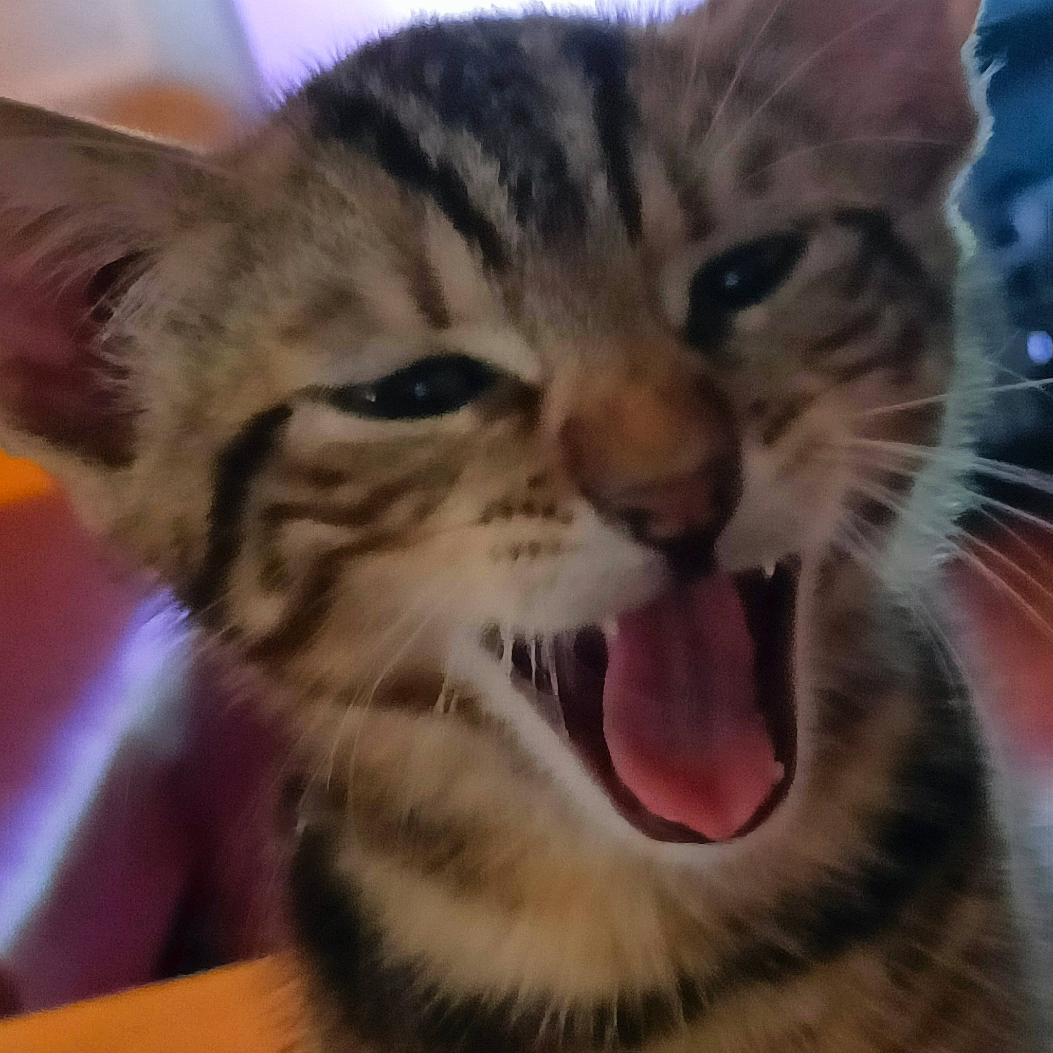 Opti participe au concours pour gagner de l'argent avec cette photo : carnivore, cat, close_up, domestic_short_haired_cat, ear, eye, fang, felidae, fur, head, iris, jaw, nose, paw, shout, small_to_medium_sized_cats, snout, terrestrial_animal, whiskers, wildlife