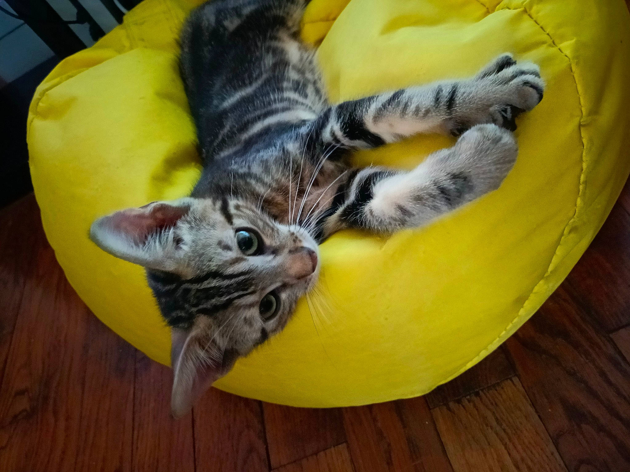 Opti participe au concours pour gagner de l'argent avec cette photo : bean_bag, carnivore, cat, comfort, couch, domestic_short_haired_cat, felidae, flooring, fur, hardwood, laminate_flooring, mammal, paw, small_to_medium_sized_cats, tail, varnish, whiskers, wood, wood_flooring, yellow