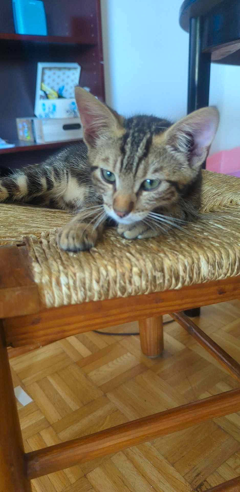 Opti a rejoint le concours — aidez-le/la à gagner de superbes lots ! carnivore, cat, cat_supply, comfort, domestic_short_haired_cat, fawn, felidae, flooring, fur, hardwood, laminate_flooring, small_to_medium_sized_cats, snout, table, tail, whiskers, wildlife, wood, wood_flooring, wood_stain