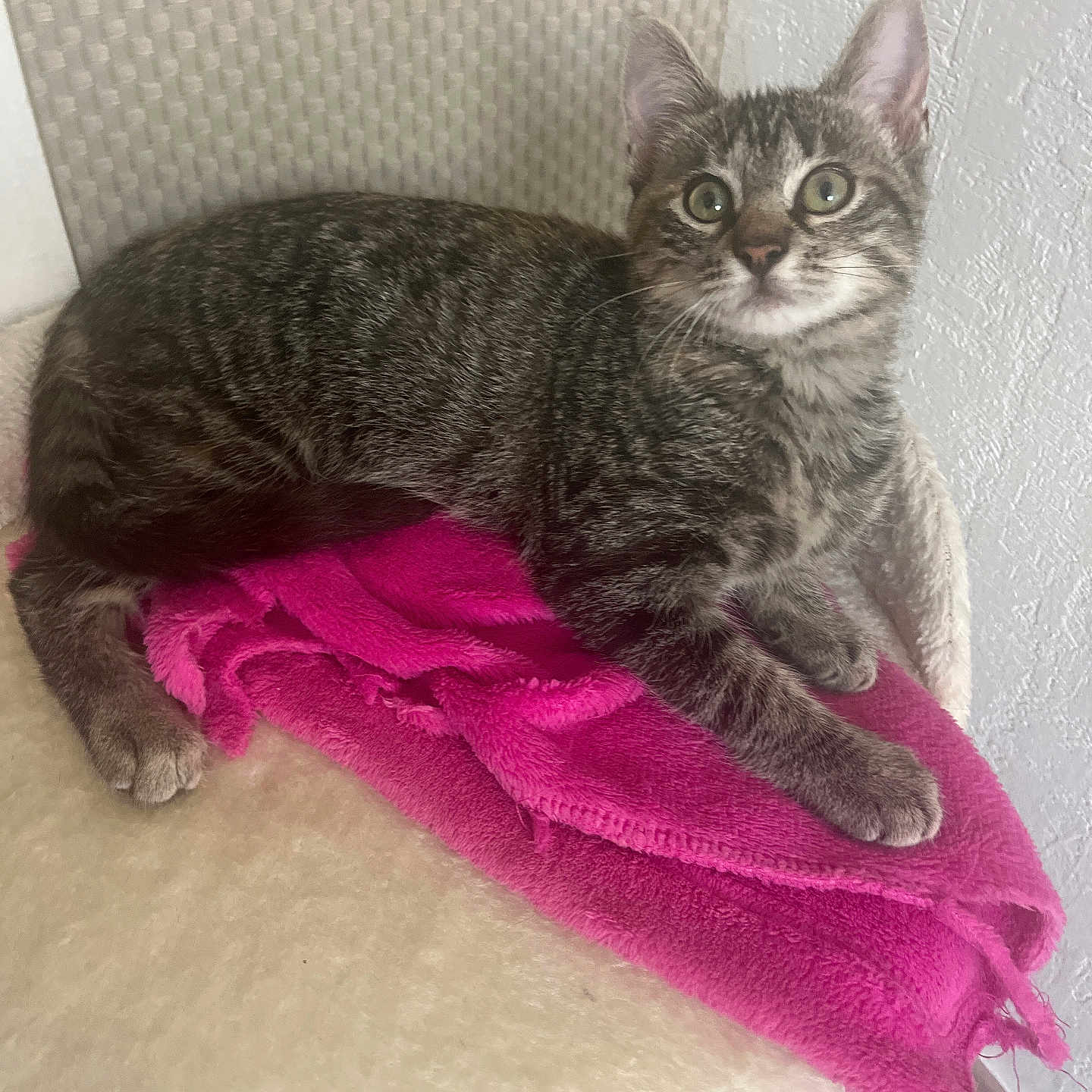 Iris a rejoint le concours — aidez-le/la à gagner de superbes lots ! animal, blanket, cat, cat_tree, comfortable, curious, cute, ears, eyes, feline, fur, indoor, kitten, pet, pink, resting, soft, tabby, texture, whiskers