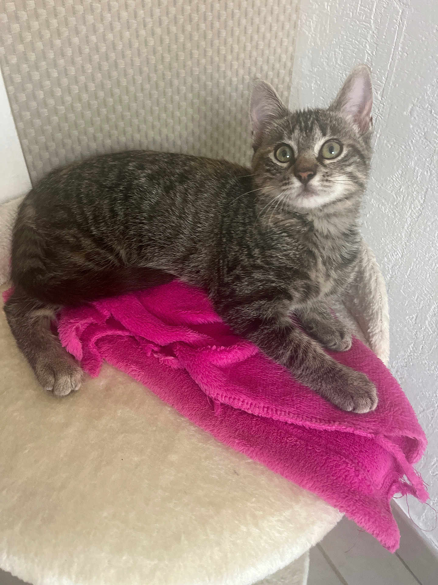 Iris a rejoint le concours — aidez-le/la à gagner de superbes lots ! kitten, tabby, cat, pet, animal, feline, indoor, blanket, pink, fur, whiskers, ears, curious, resting, soft, cat_tree, texture, eyes, cute, comfortable