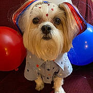 Zoey is registered to the contest to win money with this photo: dog, pet, costume, ribbons, stars, shirt, balloons, red_balloon, white_balloon, blue_balloon, face, fur, cute, sitting, indoor, celebration, decorations, portrait, small_dog, festive