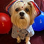 dog, pet, costume, ribbons, stars, shirt, balloons, red_balloon, white_balloon, blue_balloon, face, fur, cute, sitting, indoor, celebration, decorations, portrait, small_dog, festive