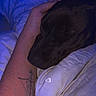 dog, sleeping, hand, tattoo, bed, blanket, indoor, cozy, resting, animal, pet, black_dog, human_arm, close_up, night, soft_lighting, comfort, calm, love, sleep