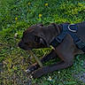 Naïra a rejoint le concours — aidez-le/la à gagner de superbes lots ! dog, brown_dog, grass, outdoor, chewing, stick, harness, pet, nature, greenery, playful, animal, canine, daylight, field, flora, paw, snout, ears, relaxing