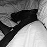 Naïra a rejoint le concours — aidez-le/la à gagner de superbes lots ! dog, black_dog, sleeping, bed, blanket, white_sheet, cozy, resting, indoors, monochrome, quiet, peaceful, comfort, animal, pet, fur, canine, relaxation, soft, nap