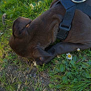 Naïra participe au concours pour gagner de l'argent avec cette photo : dog, brown_dog, harness, grass, flowers, outdoor, nature, sniffing, greenery, pet, animal, canine, close_up, daylight, plant, ground, exploring, ears, side_view, curious