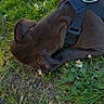 dog, brown_dog, harness, grass, flowers, outdoor, nature, sniffing, greenery, pet, animal, canine, close_up, daylight, plant, ground, exploring, ears, side_view, curious