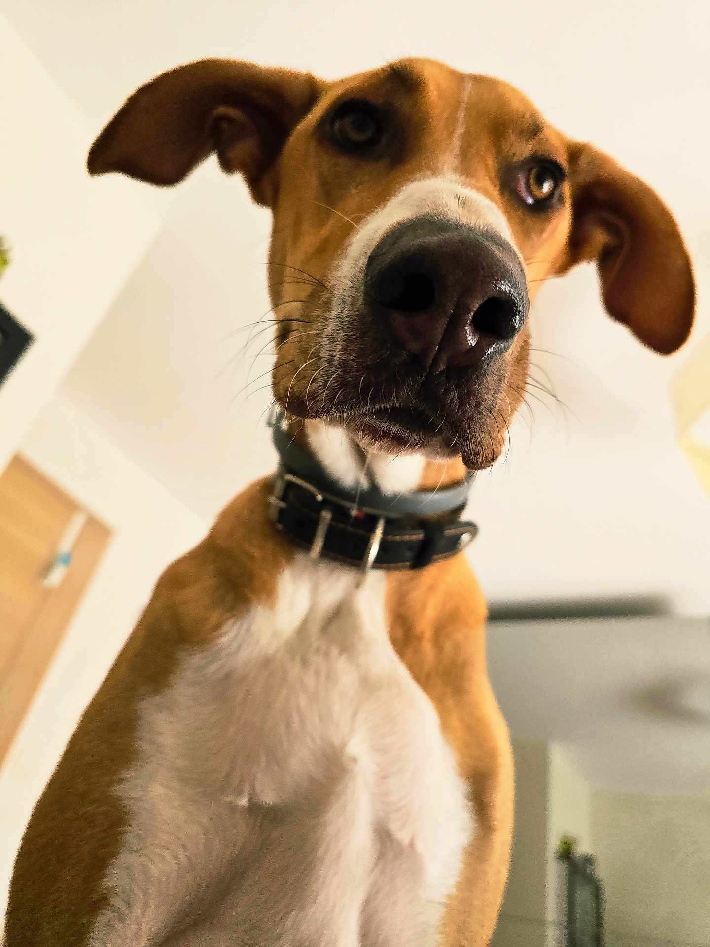 Thor participe au concours pour gagner de l'argent avec cette photo : dog, close_up, indoor, pet, curious, brown, white, collar, nose, ears, whiskers, animal, canine, portrait, furniture, blurry_background, looking_down, house, domestic, mammal