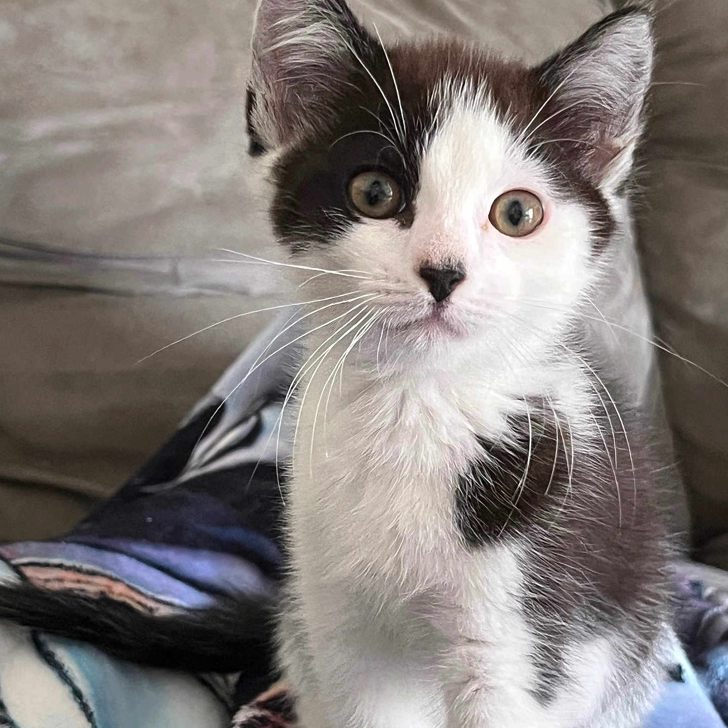 Apéro participe au concours pour gagner de l'argent avec cette photo : animal, black_and_white, blanket, cat, couch, curious, cute, domestic, ears, eyes, feline, fur, indoor, kitten, pet, portrait, sitting, small, whiskers, young