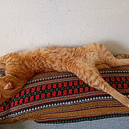 Tazz participe au concours pour gagner de l'argent avec cette photo : blanket, cat, cozy, cute, ears, feline, fur, home, indoor, orange_tabby, patterned_blanket, paw, relaxed, resting, sleeping, stretched_out, striped_fur, tail, wall, whiskers