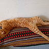 blanket, cat, cozy, cute, ears, feline, fur, home, indoor, orange_tabby, patterned_blanket, paw, relaxed, resting, sleeping, stretched_out, striped_fur, tail, wall, whiskers