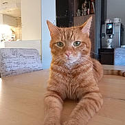 Tazz a rejoint le concours — aidez-le/la à gagner de superbes lots ! cat, ginger_cat, tabby, pet, indoor, feline, table, wooden_table, domestic_animal, animal, cute, resting, looking_at_camera, whiskers, ears, fur, living_room, kitchen, home, relaxed