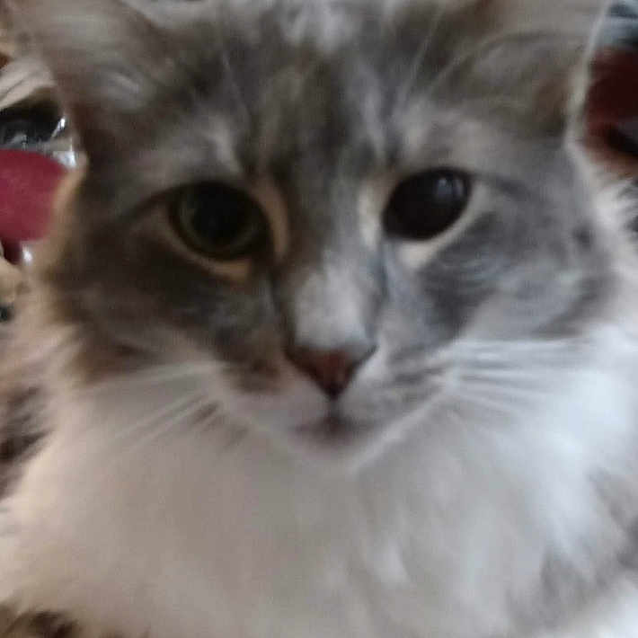 Ranger is registered to the contest to win money with this photo: cat, close_up, fluffy, gray_fur, white_fur, pet, animal, indoors, whiskers, face, portrait, cute, feline, domestic, fur, muzzle, eyes, nose, soft, curious