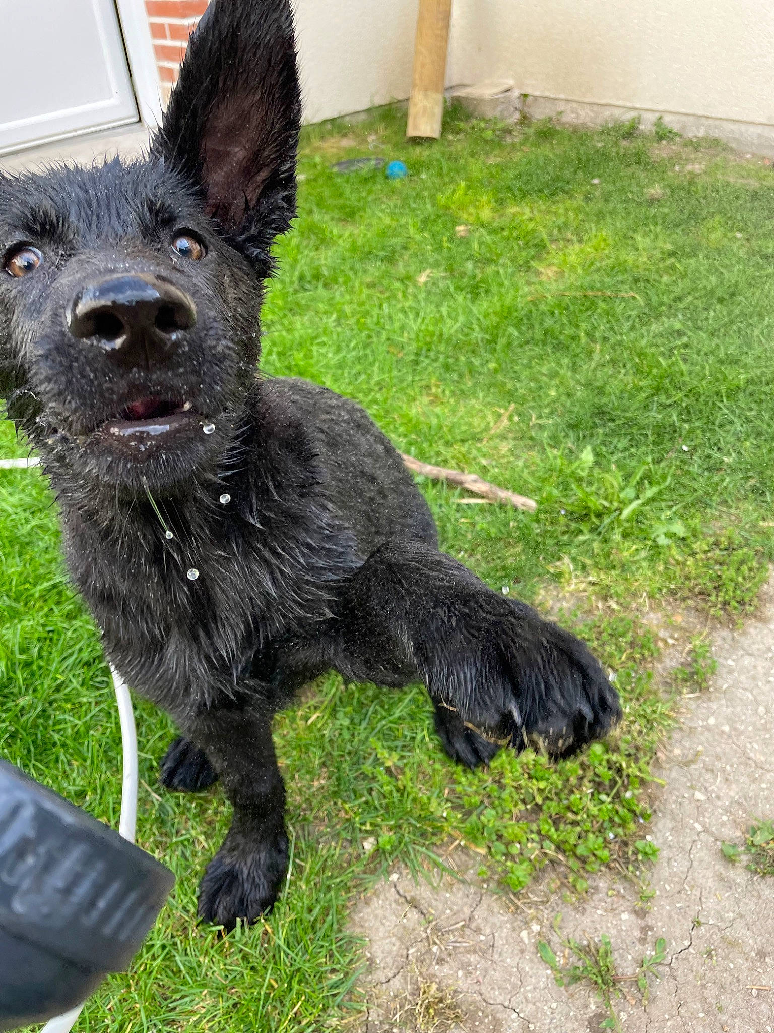 Utah participe au concours pour gagner de l'argent avec cette photo : canidae, carnivore, collar, companion_dog, dog, dog_breed, dog_collar, fawn, fur, grass, liver, puppy, rabbits_and_hares, snout, sporting_group, tail, terrestrial_animal, terrier, whiskers, working_animal