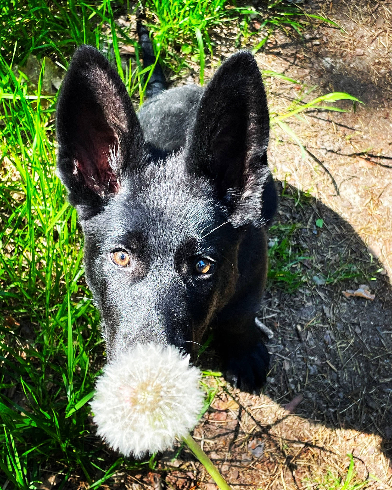 Utah participe au concours pour gagner de l'argent avec cette photo : art, australian_cattle_dog, australian_stumpy_tail_cattle_dog, canidae, carnivore, companion_dog, dog, dog_breed, grass, groundcover, herding_dog, non_sporting_group, plant, snout, sporting_group, terrestrial_animal, whiskers, working_animal, working_dog