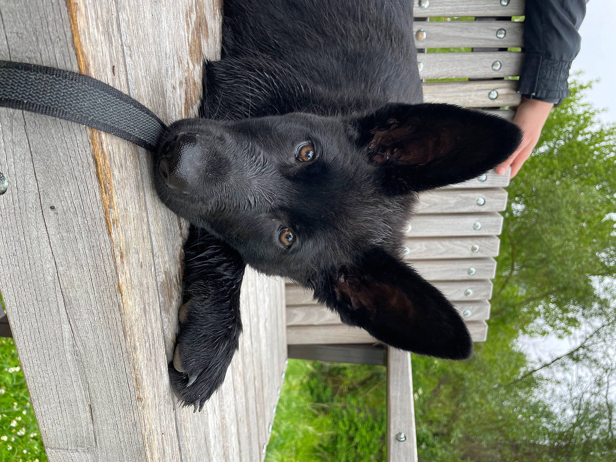 Utah a rejoint le concours — aidez-le/la à gagner de superbes lots ! canidae, carnivore, collar, dog_breed, dog_collar, fashion_accessory, fur, pet_supply, snout, sporting_group, tail, terrestrial_animal, tree, working_animal