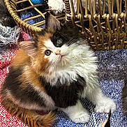 Oakley is registered to the contest to win money with this photo: kitten, calico, cat, fluffy, curious, paw, basket, blanket, textured, multicolor, indoor, pet, young, cute, fur, animal, playful, resting, closeup, soft