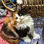 kitten, calico, cat, fluffy, curious, paw, basket, blanket, textured, multicolor, indoor, pet, young, cute, fur, animal, playful, resting, closeup, soft