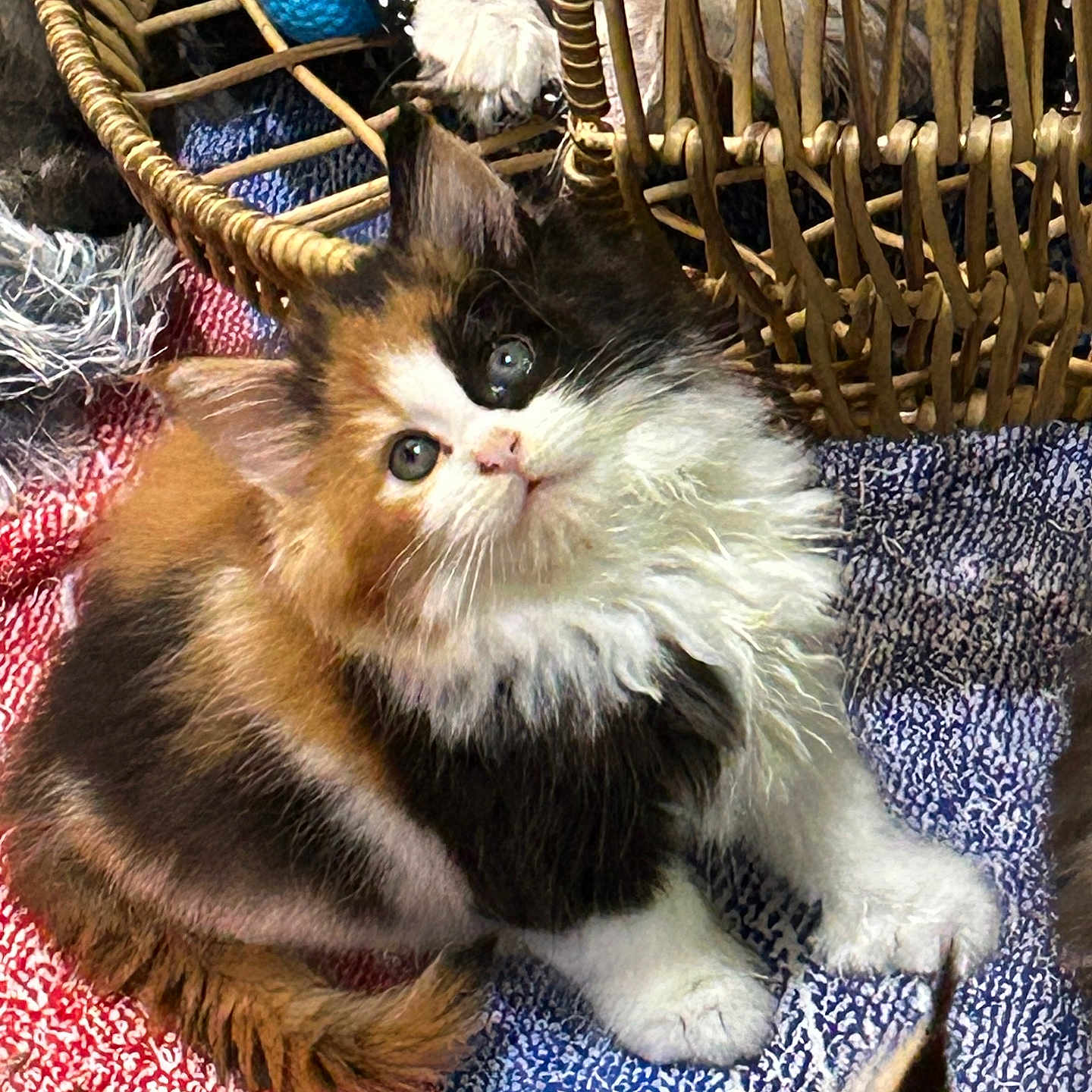 Oakley is registered to the contest to win money with this photo: animal, basket, blanket, calico, cat, closeup, curious, cute, fluffy, fur, indoor, kitten, multicolor, paw, pet, playful, resting, soft, textured, young