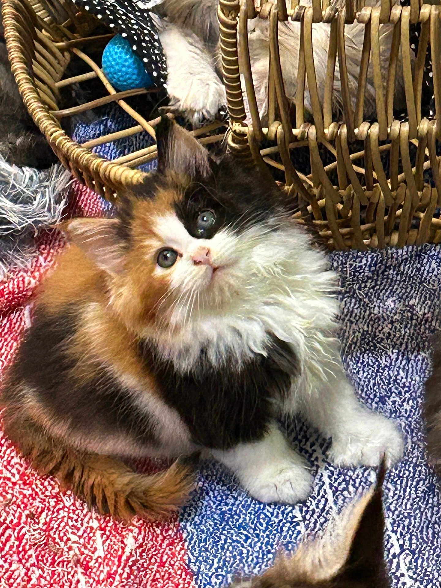 Oakley is registered to the contest to win money with this photo: kitten, calico, cat, fluffy, curious, paw, basket, blanket, textured, multicolor, indoor, pet, young, cute, fur, animal, playful, resting, closeup, soft