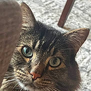 Baby Kitty joined the competition — help win amazing prizes! cat, tabby, close_up, whiskers, green_eyes, fur, pet, curious, indoor, furniture, wood, texture, animal, face, looking, portrait, ears, nose, soft, background
