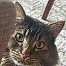 cat, tabby, close_up, whiskers, green_eyes, fur, pet, curious, indoor, furniture, wood, texture, animal, face, looking, portrait, ears, nose, soft, background