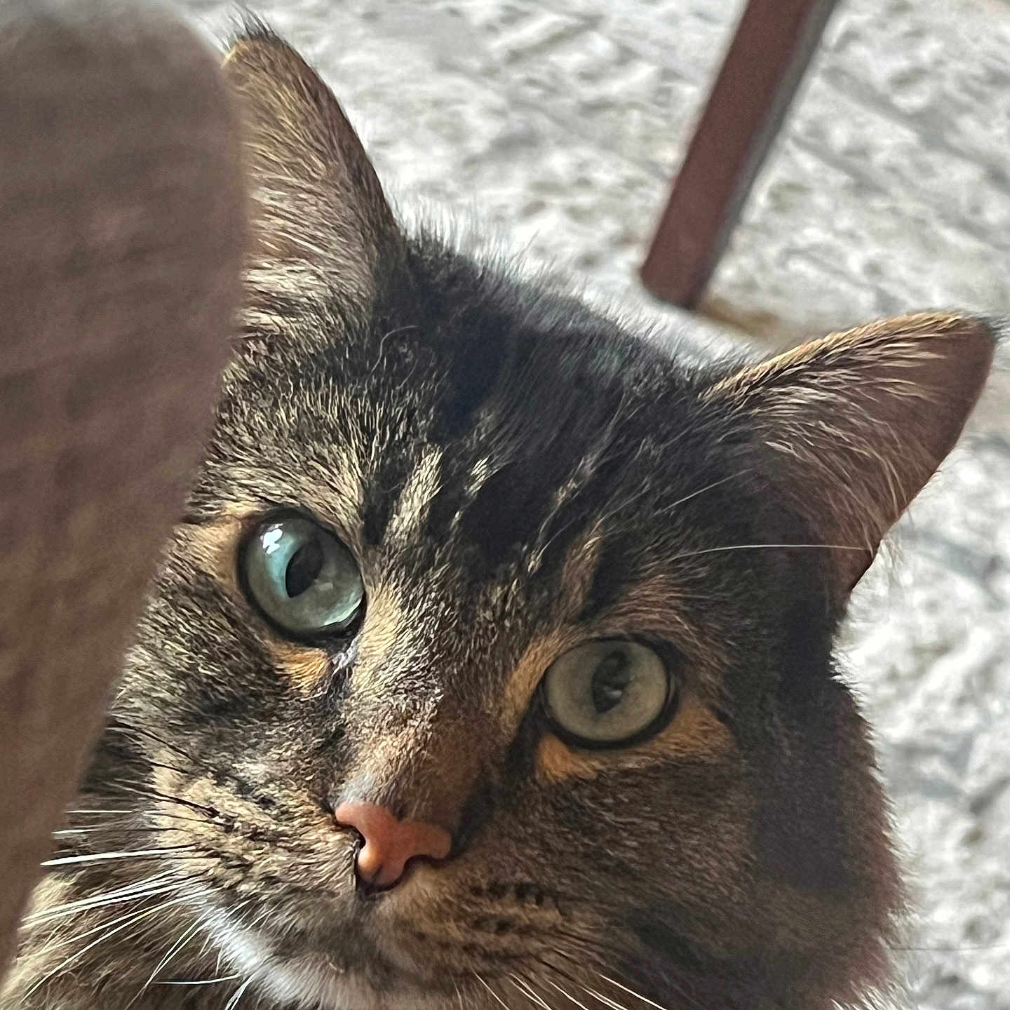 Baby Kitty joined the competition — help win amazing prizes! cat, tabby, close_up, whiskers, green_eyes, fur, pet, curious, indoor, furniture, wood, texture, animal, face, looking, portrait, ears, nose, soft, background